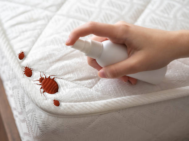 Best Affordable Pest Control Services  in Avodo Heights, CA