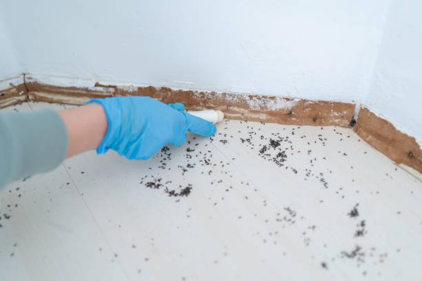 Best Bed Bug Extermination  in Avodo Heights, CA